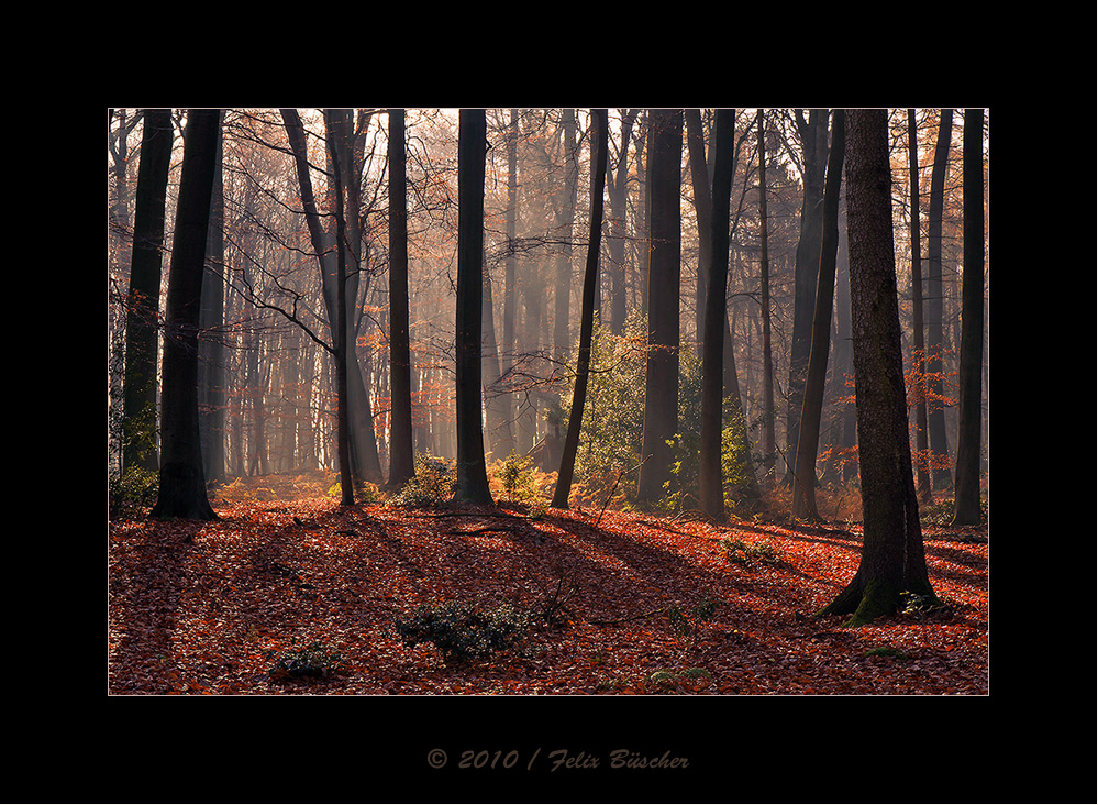 Keine Angst vorm dunklen Wald (3)