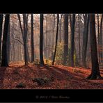 Keine Angst vorm dunklen Wald (3)