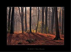 Keine Angst vorm dunklen Wald (3)