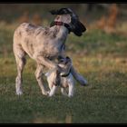 Keine Angst vorm großen Hund