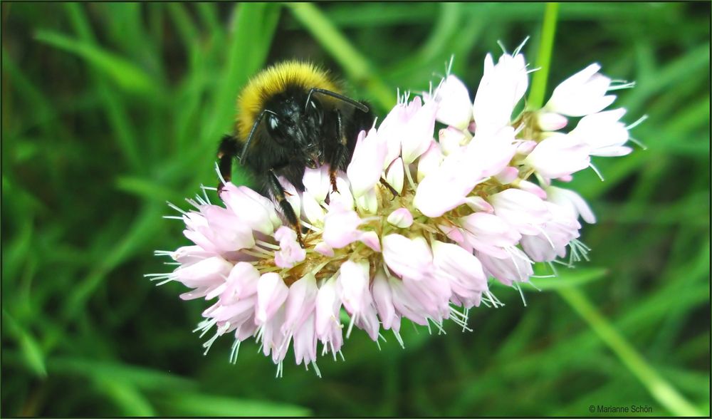 Keine Angst...ich bin eine Hummel und ganz brav... 