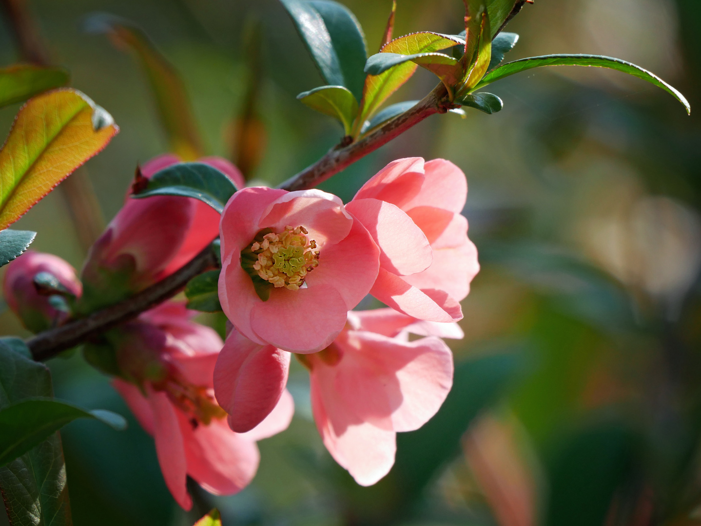 Keine Apfelblüte sondern Zierquitte