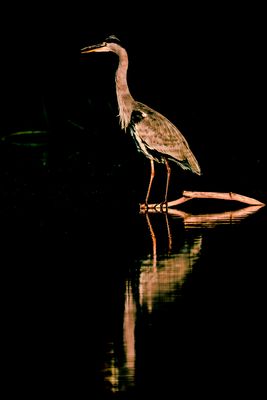 Keine Aussicht, Graureiher