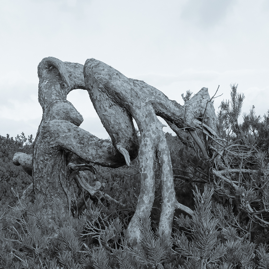 Keine Bedrohung-Sylt