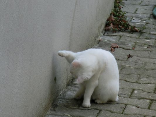 (K)eine Begegnung auf Augenhöhe 2/2