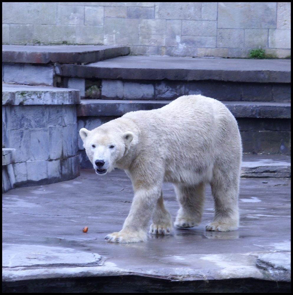 keine Beschäftigung für Eisbären