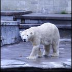 keine Beschäftigung für Eisbären