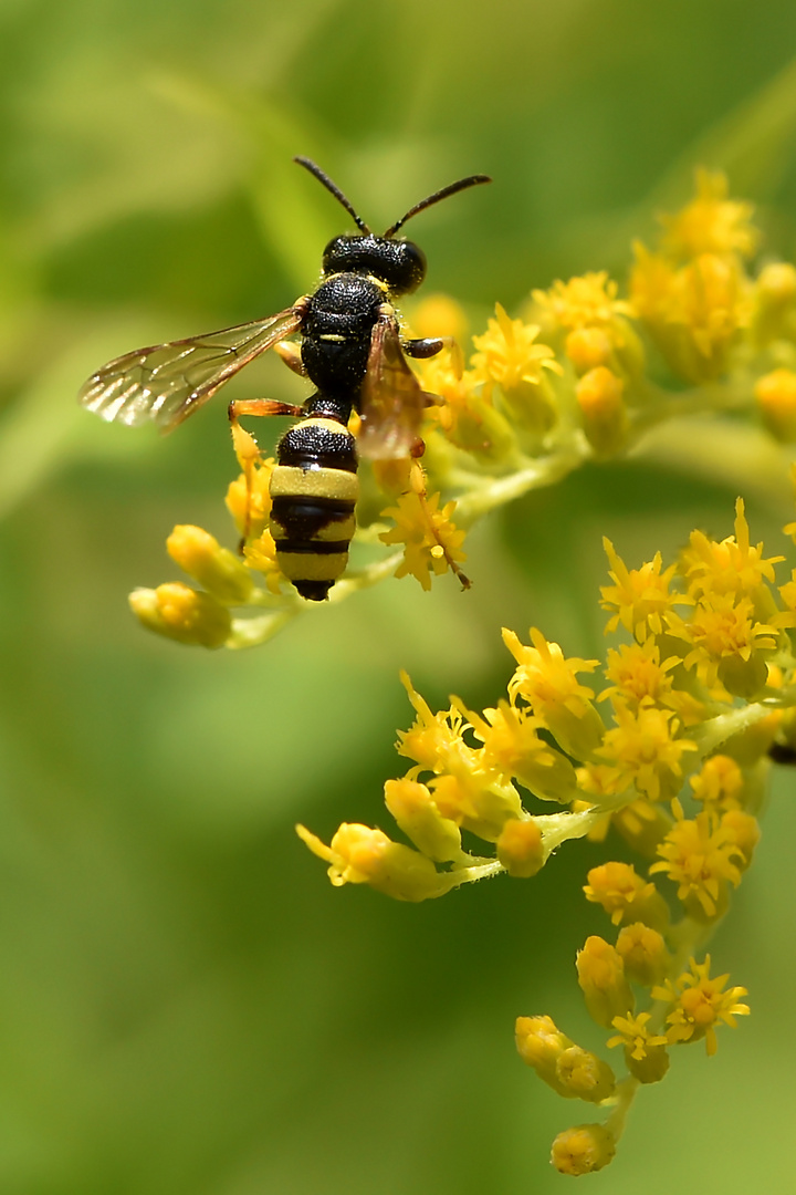 Keine Bienen in Sicht