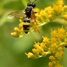 Keine Bienen in Sicht