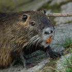 keine Bisamratte (sondern ein Nutria ) am Main