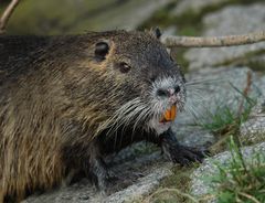 keine Bisamratte (sondern ein Nutria ) am Main