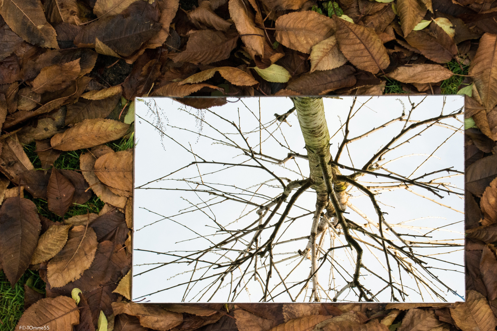 Keine Blätter im Baum