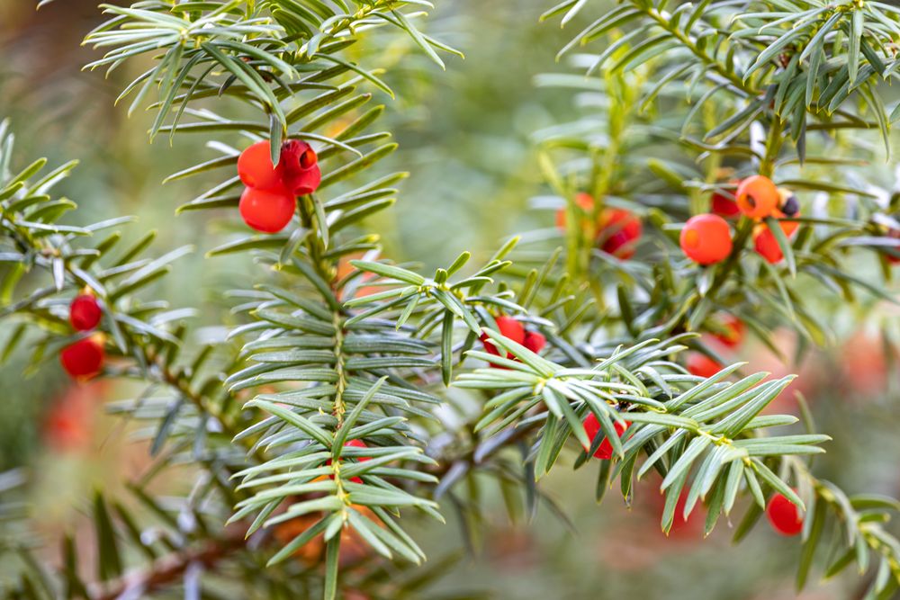 Keine Blümchen sondern rote Beeren 