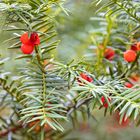 Keine Blümchen sondern rote Beeren 