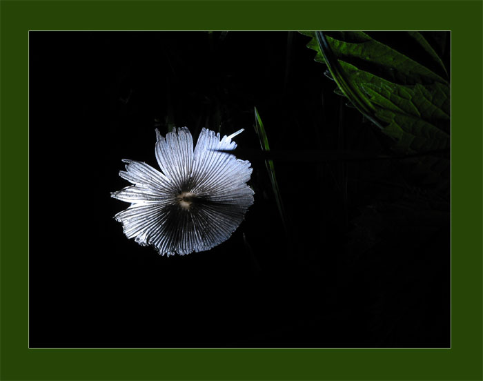 keine Blüte