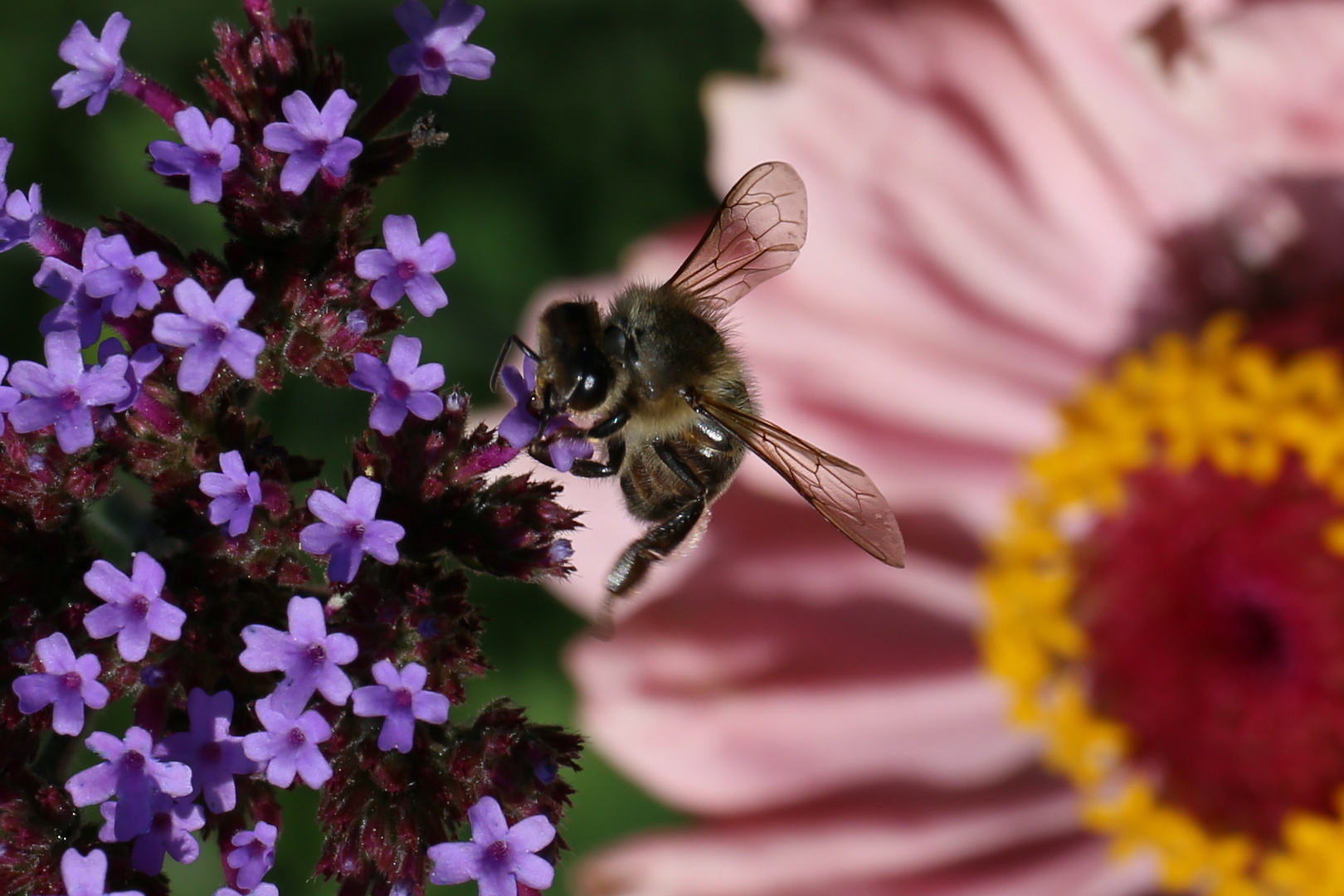 Keine Blüte zu klein um Nahrungsquelle zu sein