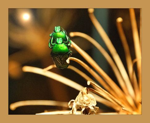 Keine Blüten mehr.....