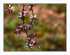 Keine Blüten, nur zarte Blätter