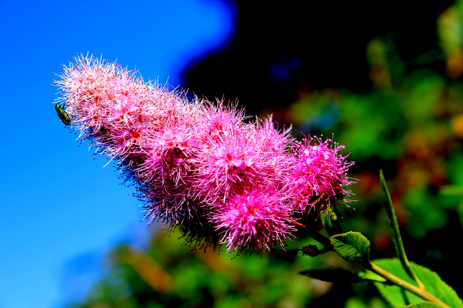 Keine Blumen Was ist das?