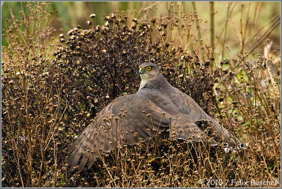 Keine Chance für die Amsel