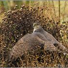 Keine Chance für die Amsel