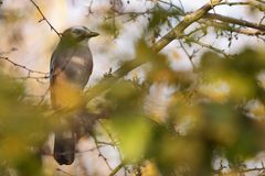  "Keine Chance" - nun isser im Kasten