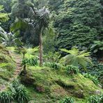 Keine Chancen gegen den Azoren Regenwald