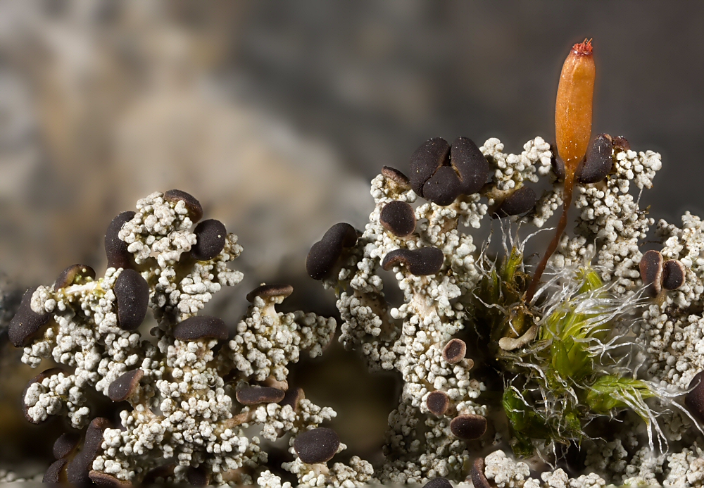 Keine Cladonia!!!