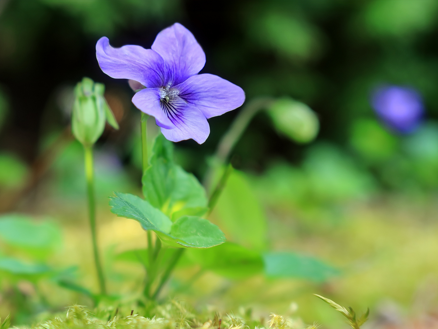 Keine Clematisblüte :-)