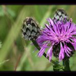 keine Distel...