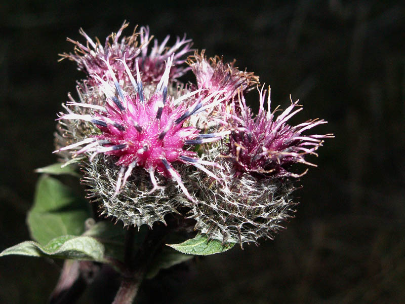 Keine Distel, sondern Klette am (Wald-)Wegesrand