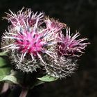 Keine Distel, sondern Klette am (Wald-)Wegesrand