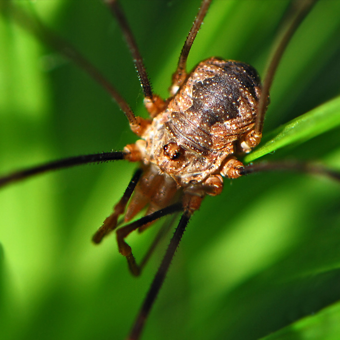 Keine Echte Spinne