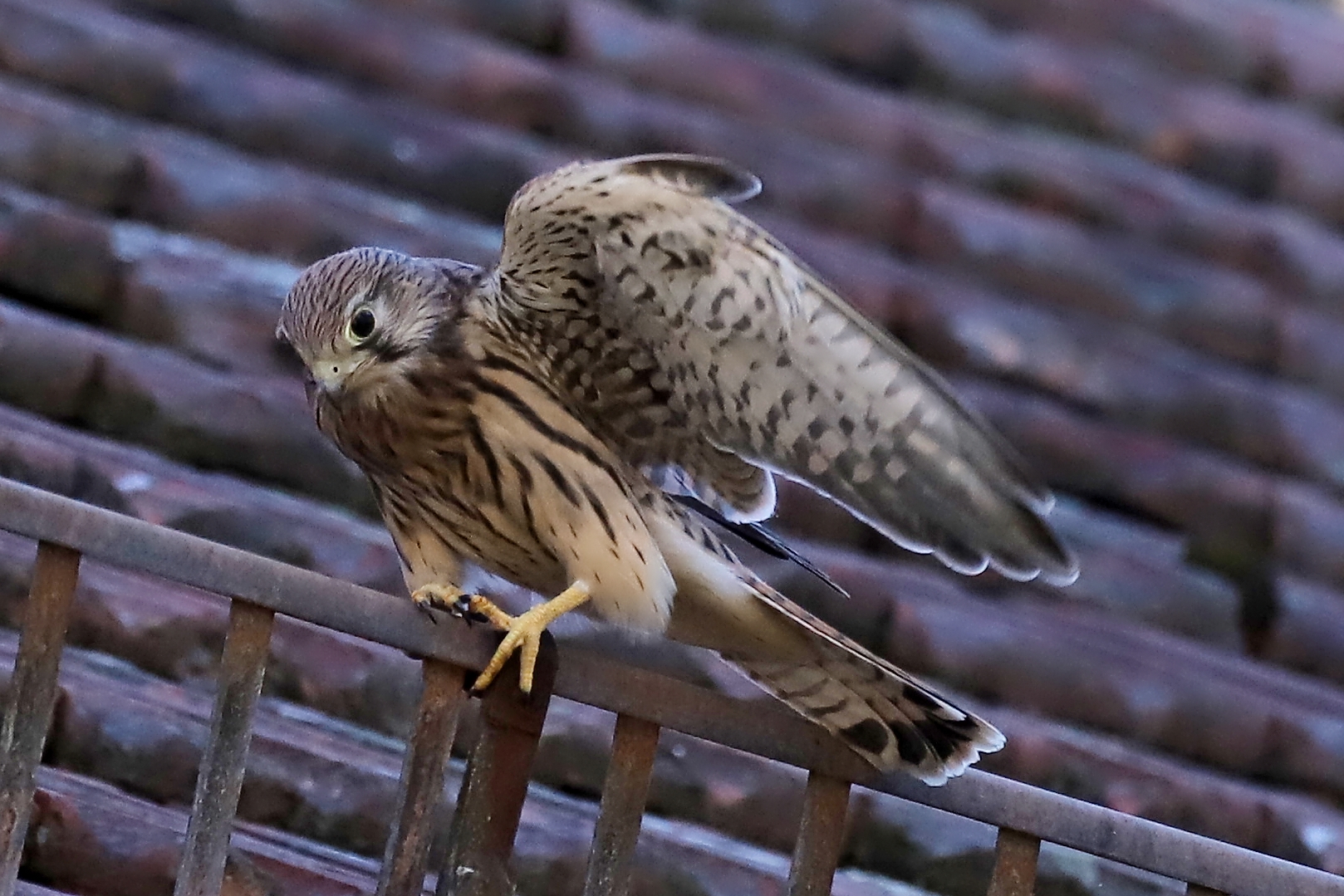 Keine einfache Landung (2019_06_29_EOS 6D Mark II_4670_ji)