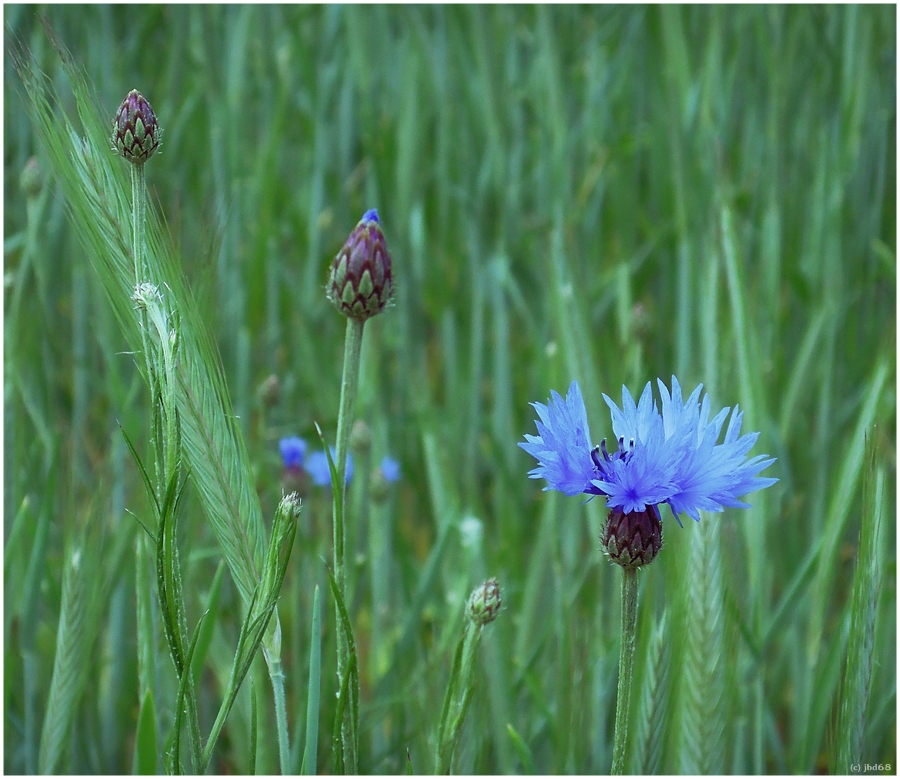 keine einzelne Blume