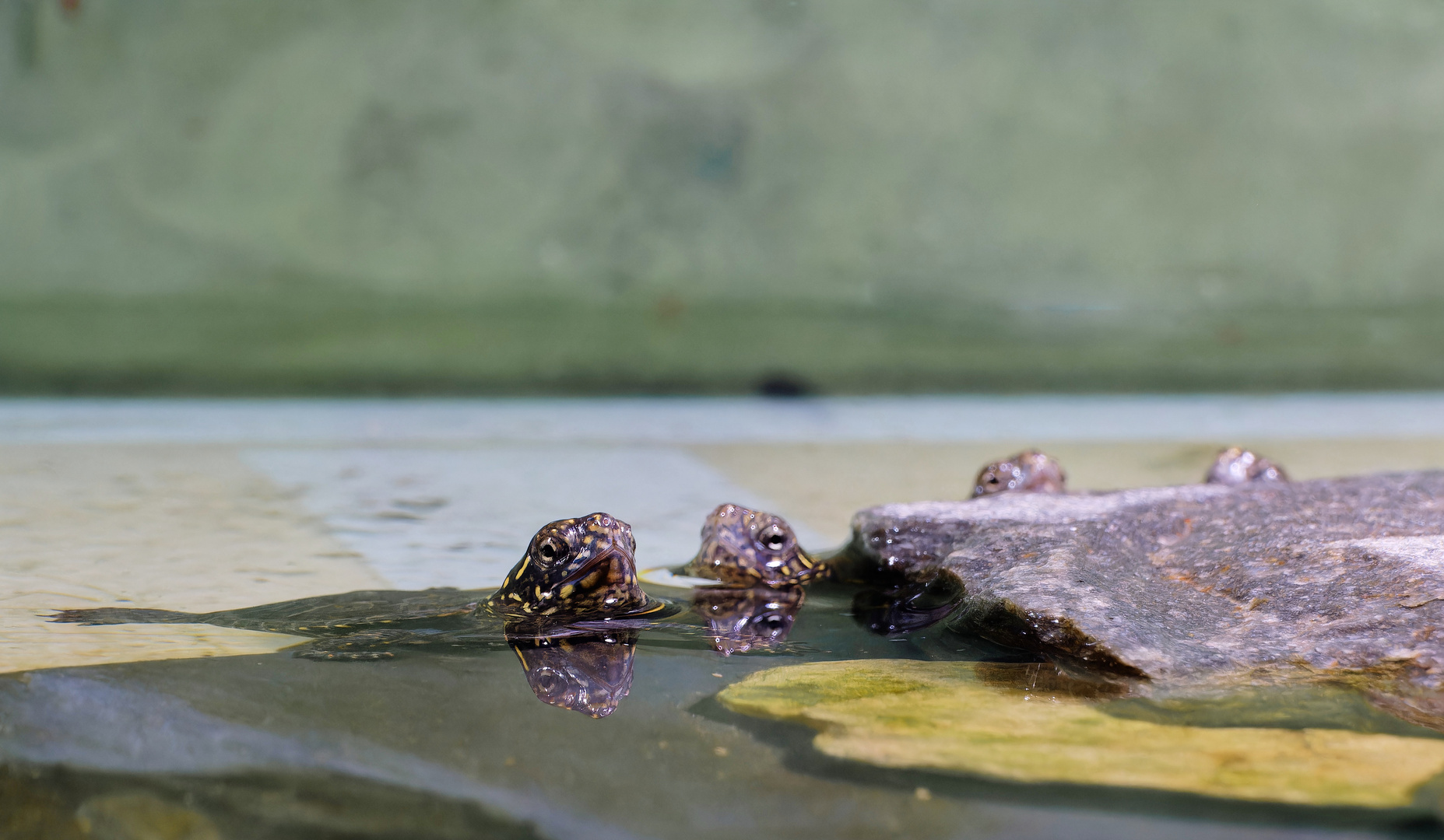 Keine Europäische Sumpfschildkröten (2)