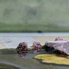 Keine Europäische Sumpfschildkröten (2)