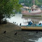 Keine Feier ohne Geier, Fischereihafen von Quepos,Costa Rica