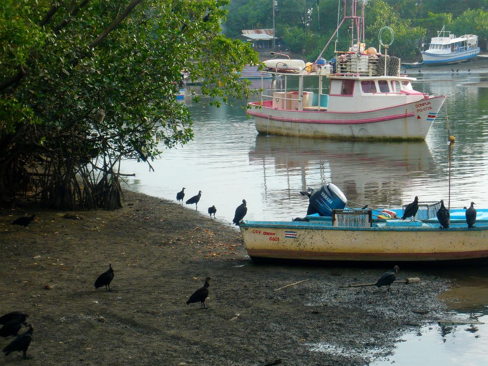 Keine Feier ohne Geier, Fischereihafen von Quepos,Costa Rica