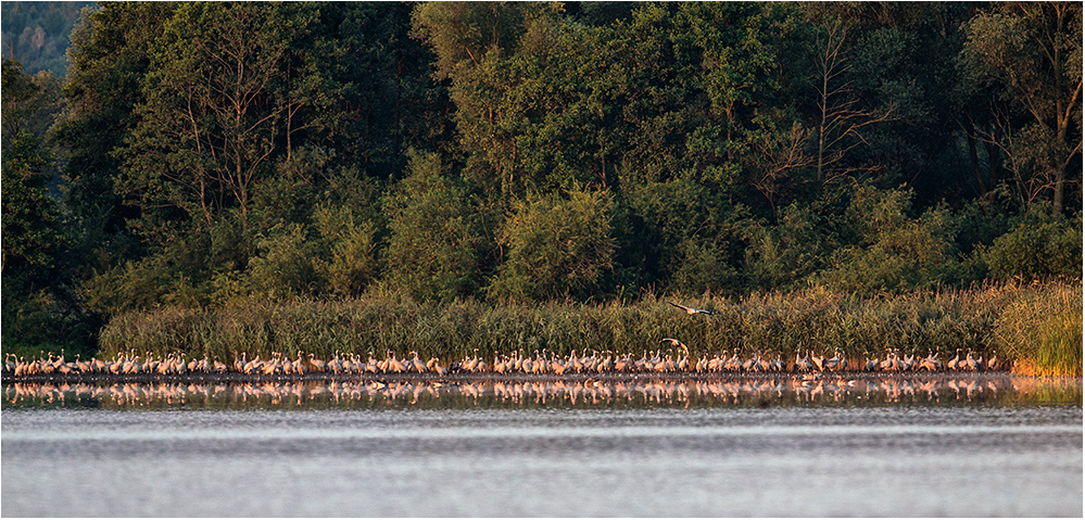 Keine Flamingos..