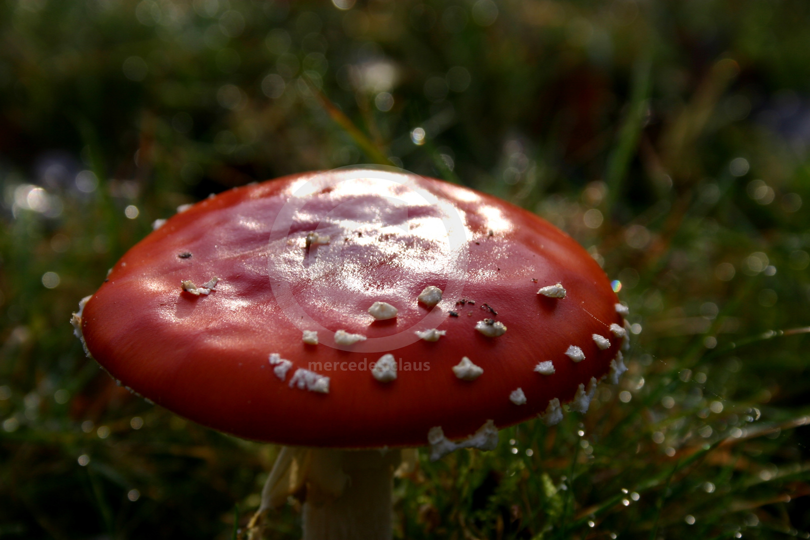 Keine Fliege am Pilz