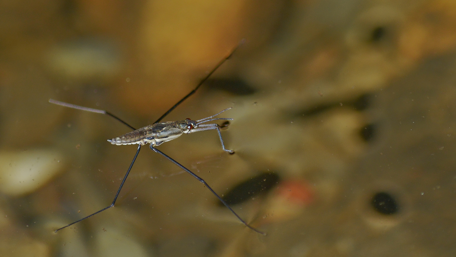 Keine Fliege, Mücke oder Schnake - wo sollen Wasserläufer hin?