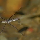 Keine Fliege, Mücke oder Schnake - wo sollen Wasserläufer hin?