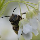 (Keine) Flotte Biene