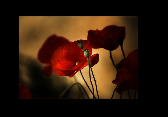 keine frostigen Impressionen mehr ... ich will Wärme ...