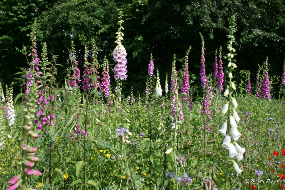 Keine "Glocken" - Blumen