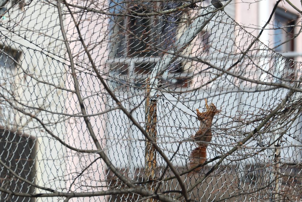 "keine GRENZEN" - kennt dies Eichhörnchen