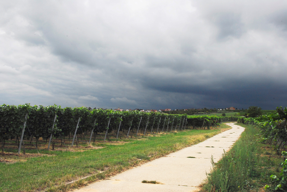 Keine guten Aussichten für die Weinlese