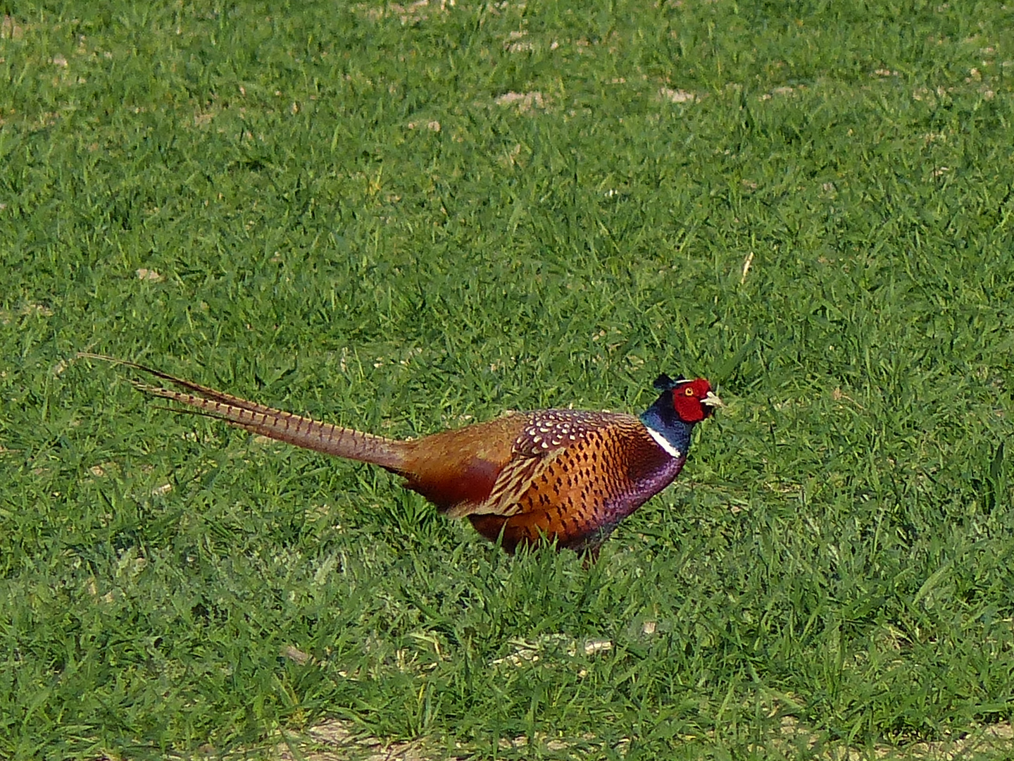 Keine Hasen sind auf dem Feld zu sehen....