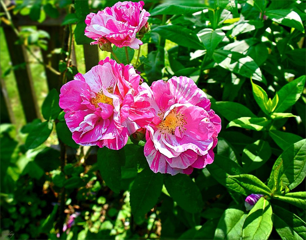 keine Heckenrosen